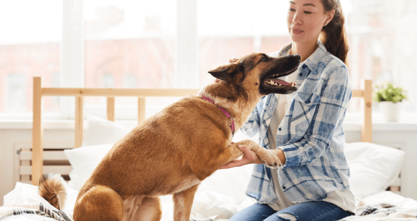 10 Dog breeds who hardly ever bark