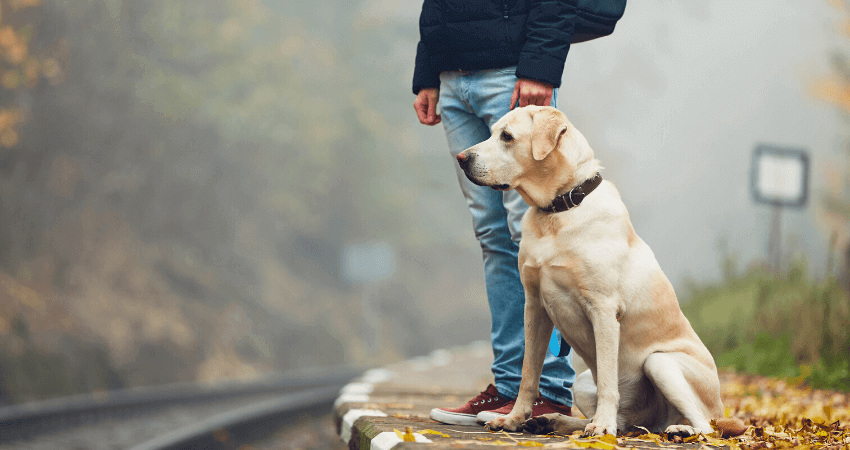 Are you Travelling with Pets?This what you need to know.
