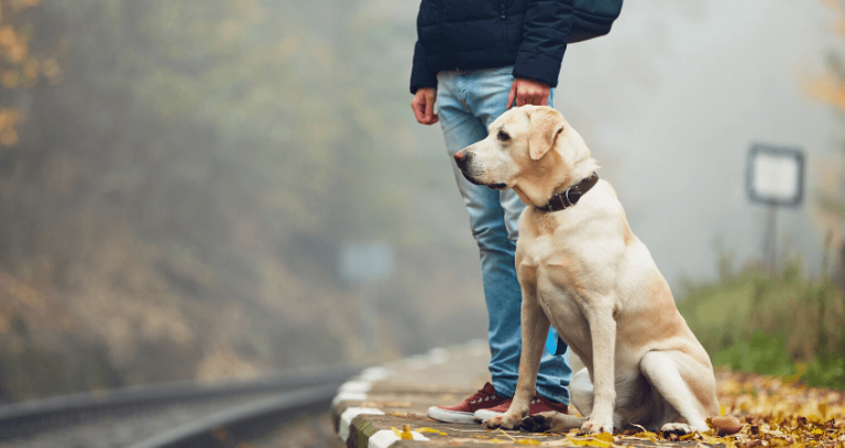 Vous voyagez avec des animaux de compagnie ? Voici ce que vous devez savoir.