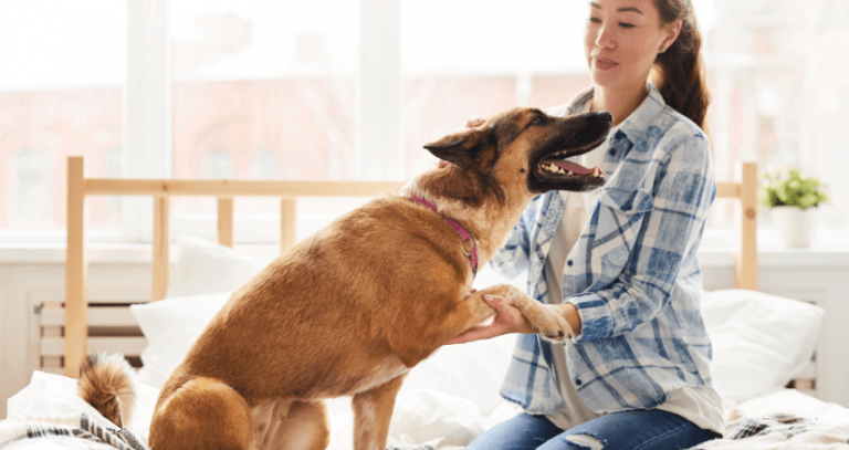 10 Dog breeds who hardly ever bark