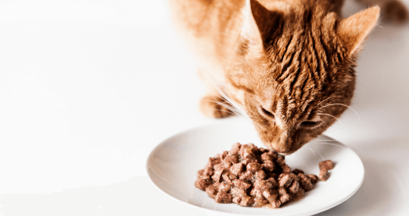 Die Wahl des besten Katzenfutters für Ihr geliebtes Haustier