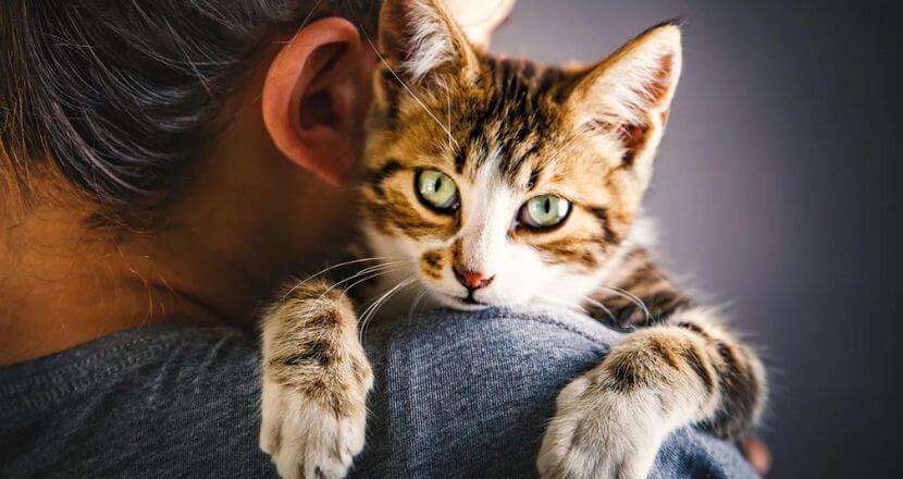 Is pet insurance for cats necessary