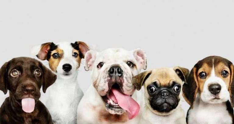 Which dog breed cost more to insure