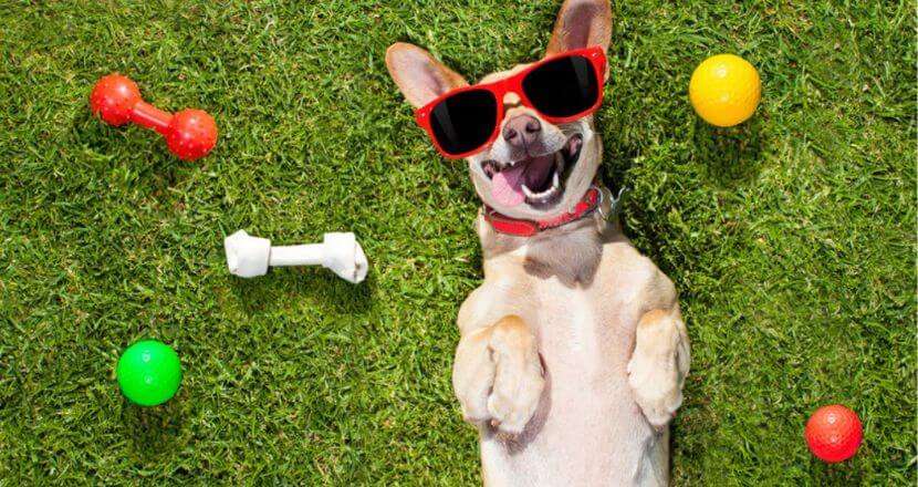 Is Pet Insurance worth it in 2022?