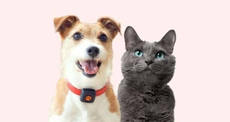 How much is dog insurance in the UK