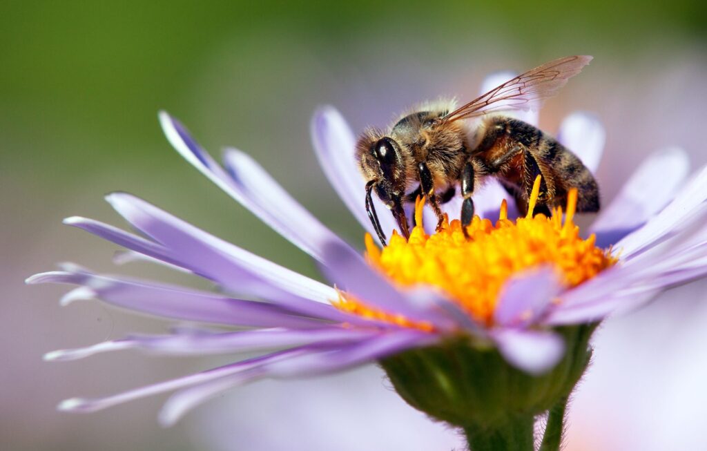 bees