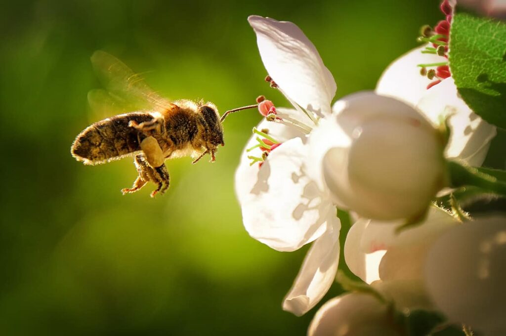 bees