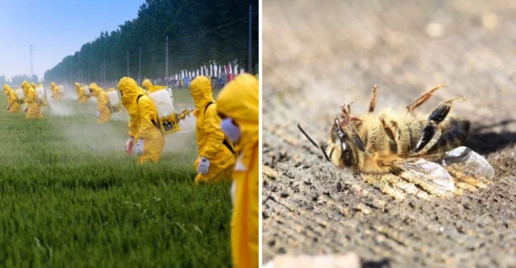 bees