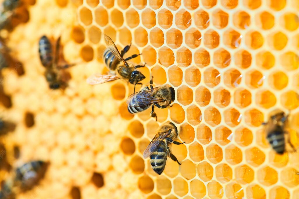 bees