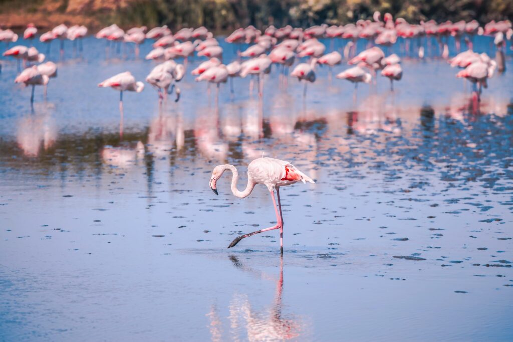 eu-biodiversity-strategy