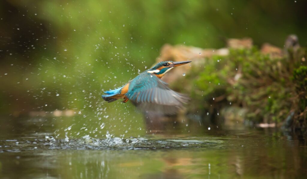 biodiversity