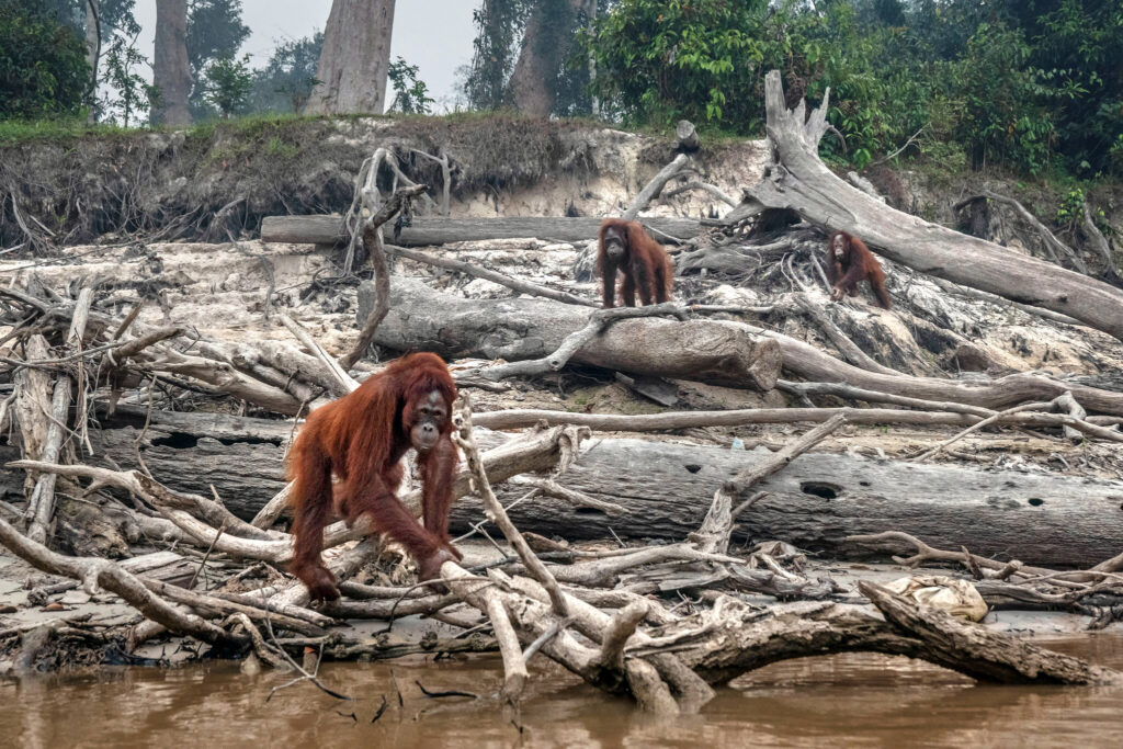 biodiversity