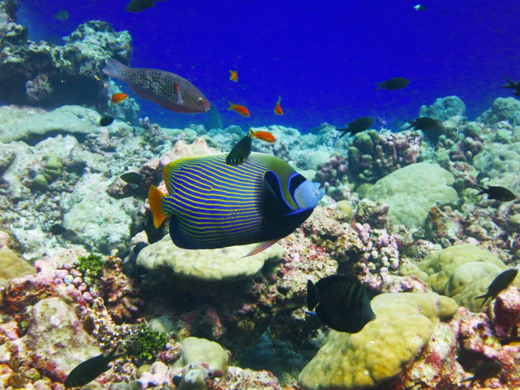 biodiversity